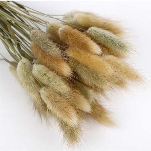 60 Pcs Dried Grass Rabbit Tail Grass Hay Natural Plants Decorative Dried Flowers Pastoral Home Decor Photography Props