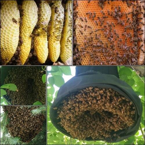 Bee Trap Beekeeper Tool Swarm Trap Swarming Catcher Black Bee Cage Wild Bee Recruit Cage Beekeeping Catching Garden Supplies
