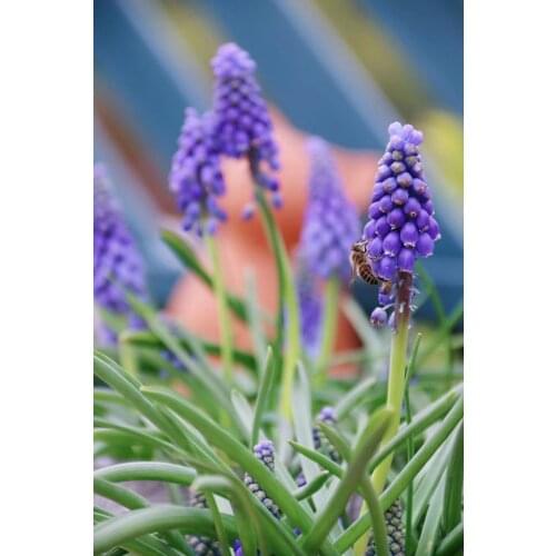 Complete mosaic round and squar DIY DIAMOND art embroidery home decor Muscari diamond painting cross stitch for New Year gift