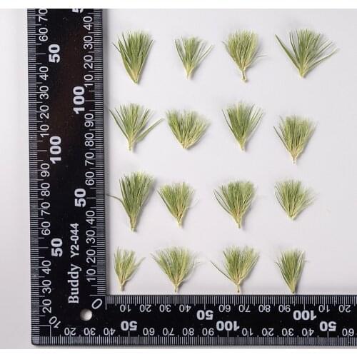 100pcs Pressed Dried Flower Green Grass Herbarium For Nail Art Jewelry Bookmark Phone Case Invitation Card DIY