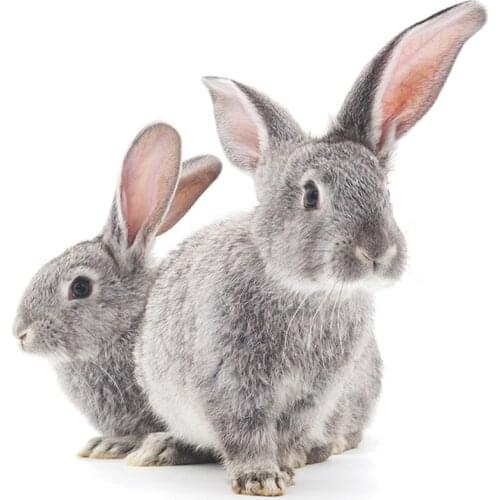 Two little gray rabbits wall sticker kids room decor wallpaper bedroom living room background for home decoration Bunny stickers