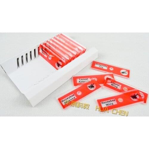 12pcs Children Toy Kids Educational Insect Plastic Prepared Biological Specimens Microscope Slides for Students to Learn Science