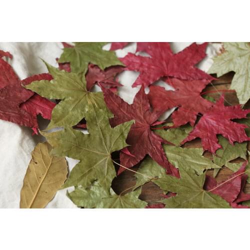 10 pcs Pure Natural Maple Leaf Dry Leaves Red Green Autumn Foliage for Photo Studio Shooting Photography Background Accessories