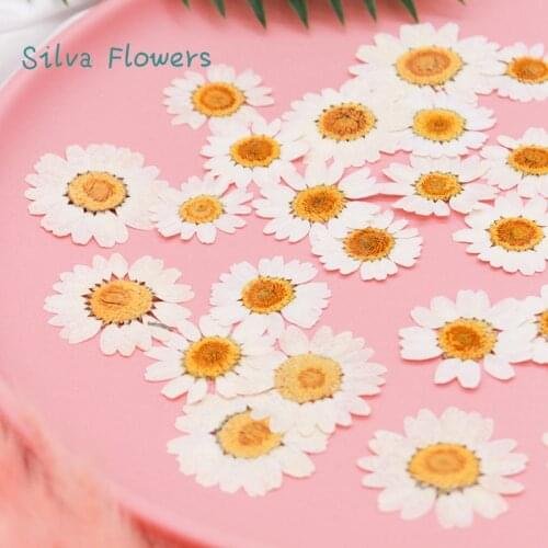 White Crystal Chrysanthemum Daisy Dry Flower Plant Specimen DIY Drop Glue Mobile Phone Case Childrens Sticker Real Flower