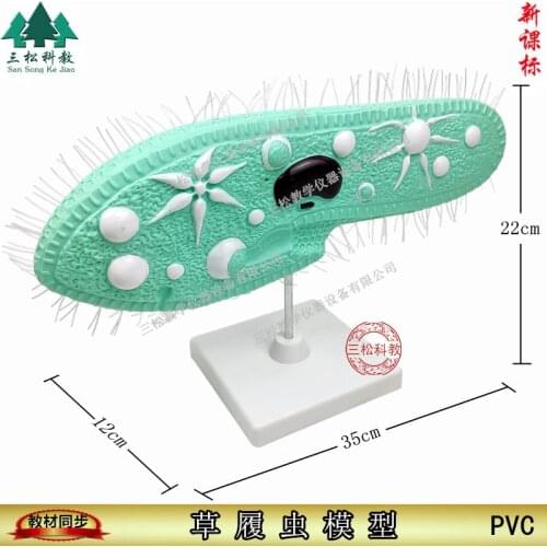 PVC Paramecium Model with Cilia Teaching Resources Classroom Supplies