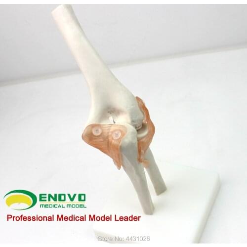 ENOVO Medical elbow model human .bone model six joint model bone movement system