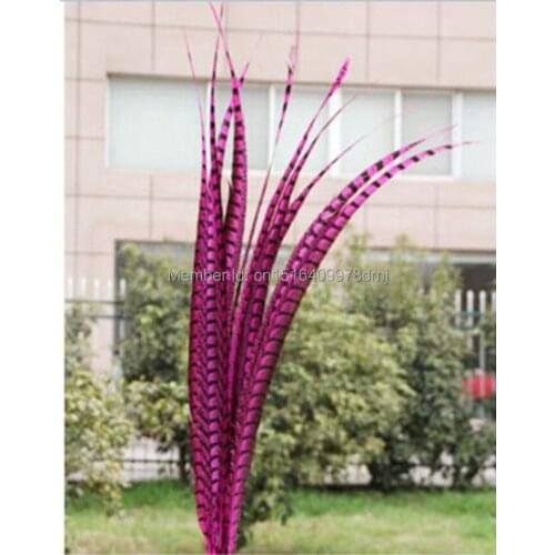 Free shipping 50 pcs rose color pheasant tail feather 90-100 CM 36-40 inch lateral tail markings Wittenbuik chicken feathers