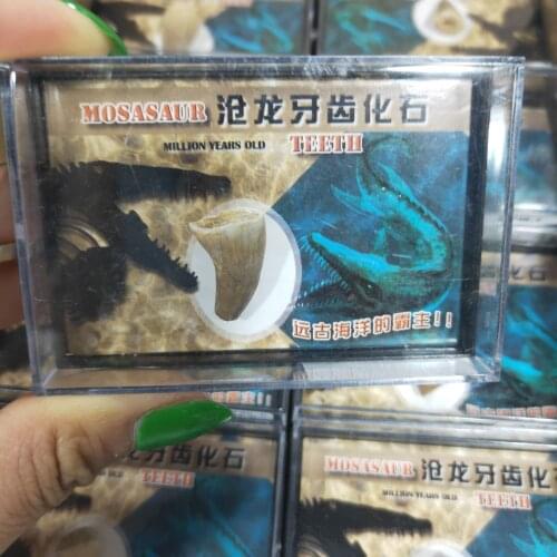Mosasaurus Tooth Fossil Specimen Natural Stones Decoration Marine Science Teaching Materials