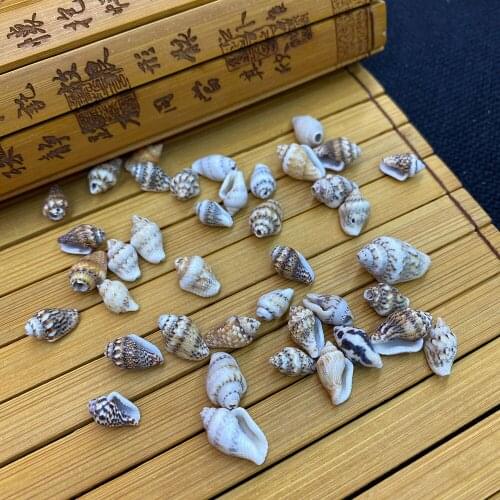 Craft Shell Conch Small Flower Snail Mixed Color Aquarium Landscaping Fish Tank Micro Landscape Decoration Diy Accessories