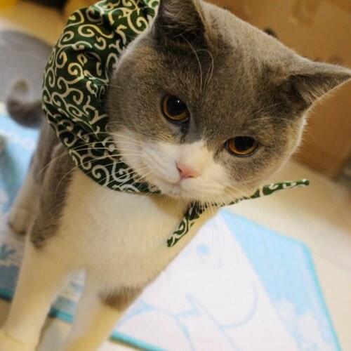 Master wants to run away! Japanese style pet collar American Shorthair cat Garfield adorable pillow scarf small bundle