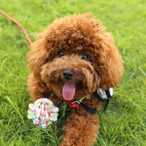 1Piece Pet Puppy Rope Fashion Dogs Cottons Chews Toy Ball Play Braided Bone Knot Hot New & New (Random Color)