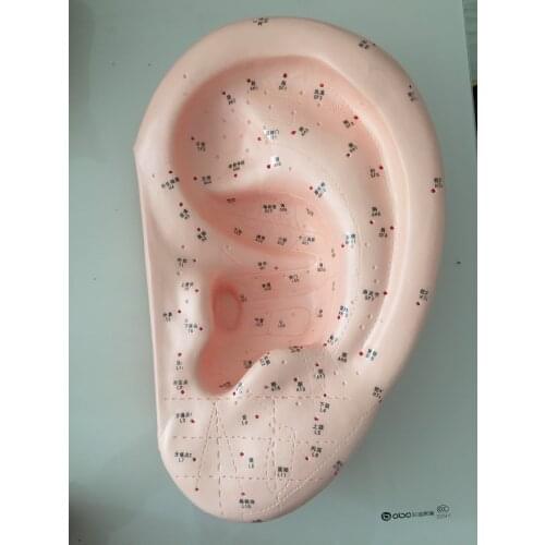 Large ear acupuncture points model Auricular Acupoints Model, Auriculotherapy 40CM Chinese and English Code