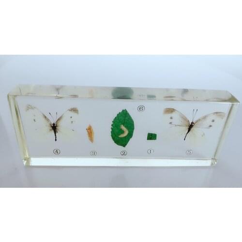 Common Cabbage Worm Growth Development Process Specimen Model Real Cabbage Butterfly Specimen Biologic Entomology Teaching Aids