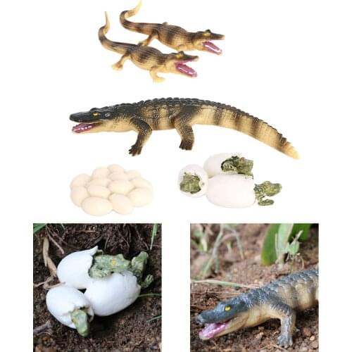 Life Cycle of a Crocodile，Nature Insects Life Cycles Growth Model Game Prop，Simulation Insect Animal Natural Education Toy