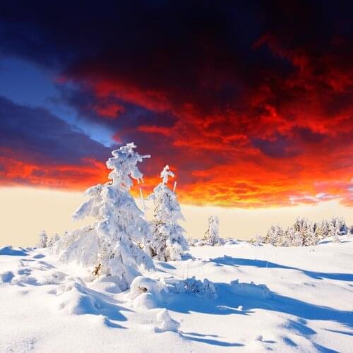 Snow covered pine photo background vinyl newborn portrait sunset photography backdrop for photo studio prop fotografia LV-2244