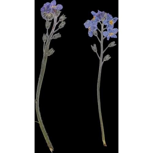 10x Pressed Flowers Forget-me-not Organic Dried Flower DIY Floral Art Crafts