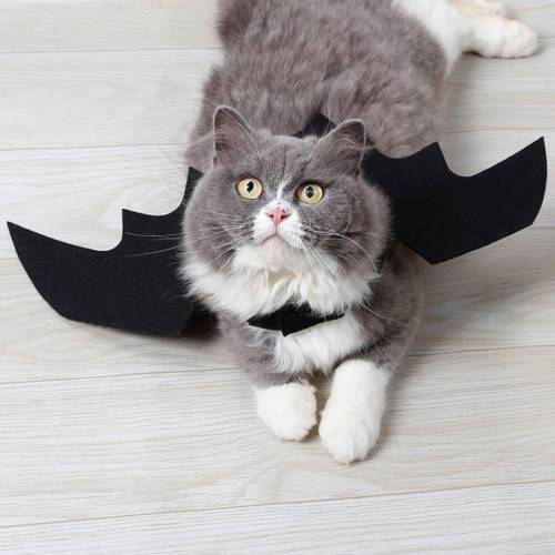 2020 New Hot Fashion Bat Wings Vampire Black Cute Fancy Dress Up Halloween Pet Dog Cat Costume