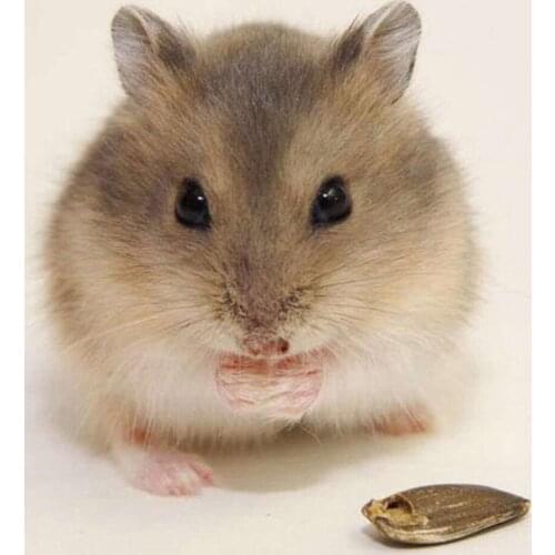 Full Square /Round 5D DIY Diamond Painting "Little hamster" Diamond Embroidery Sale picture of Rhinestones Decorative gift GH359