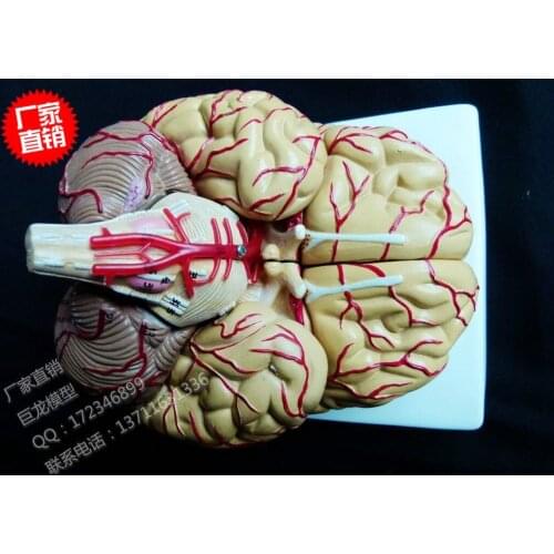 Natural size human brain model 3D human brain model