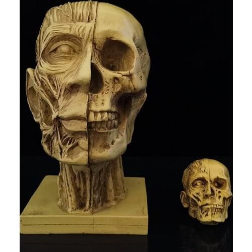 Nordic Simulation Male Human Skeleton Head Muscle Structure Resin Accessories Home Livingroom Desktop Hospital Furnishing Crafts