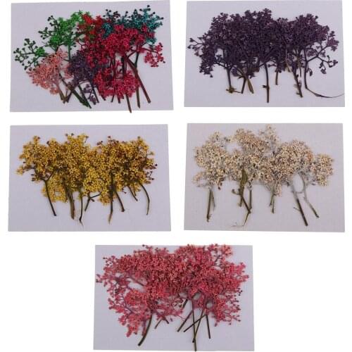 12 Pieces Natural Pressed Real Dried Flower for Soap Candle Making Decor Resin Casting DIY Ornament Craft