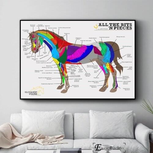 Horse Body System Chart Canvas Prints Modern Painting Posters Wall Art Pictures For Living Room Decoration No Frame