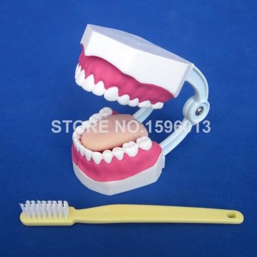 Dental Care Model (28teeth),Dental Teaching Model,Teeth model