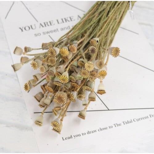 5 bundle 150g Preserved Dried Natural Color Poppy Pods Flower For Craft Gift Material Accessory Decoration Flower Arranging DIY