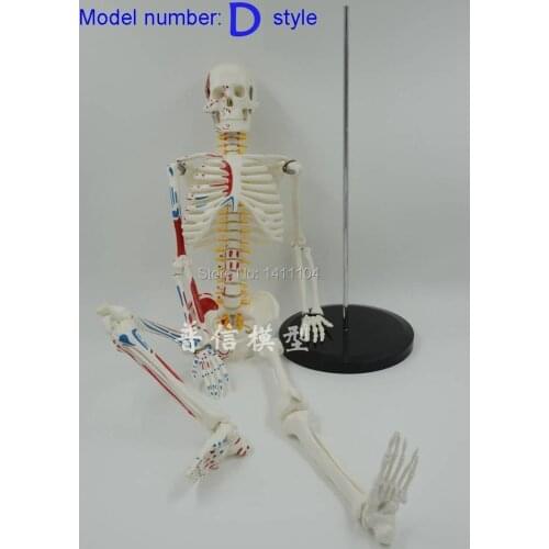 Free Shipping& Muscle Load-Point Bone 85 cm human body skeleton model,for teaching mold