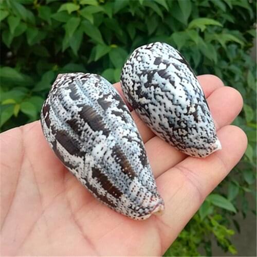 Natural Conch Shells Purple Flower Cono Snails Rare Specimen Conch Fish Tank Aquarium Decorations Window Design