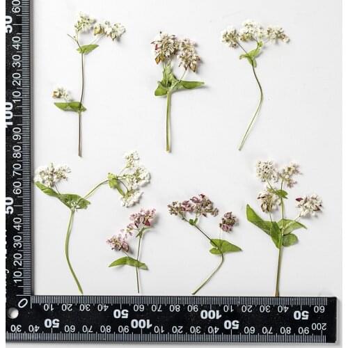 120pcs Natural Pressed Dried Flower Buckwheat Plants Herbarium For Makeup Jewelry Postcard Invitation Card Phone Case DIY