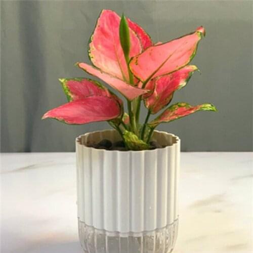 Hot White ABS+PP Hydroponic Resin Flower Pots Loblolly Pine Pocket Leaf Alocasia Plant Flower Pots