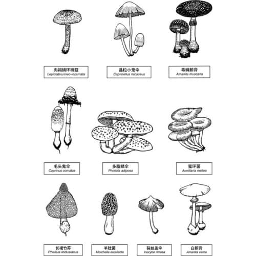 Mushroon Clear Stamps Decoration 10 Mushroon Transparent Rubber Stamps For Scrapbook,Planner