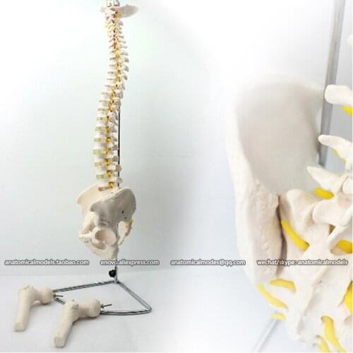 CMAM/12383 Spine, pelvis, europen shape, femur head, Medical Spinnal Column Anatomical Human Model