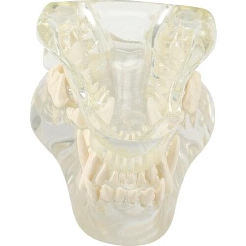 Transparent Dog Teeth Jaw Tooth Model Anatomical Teaching Demonstration Veterinary Canine