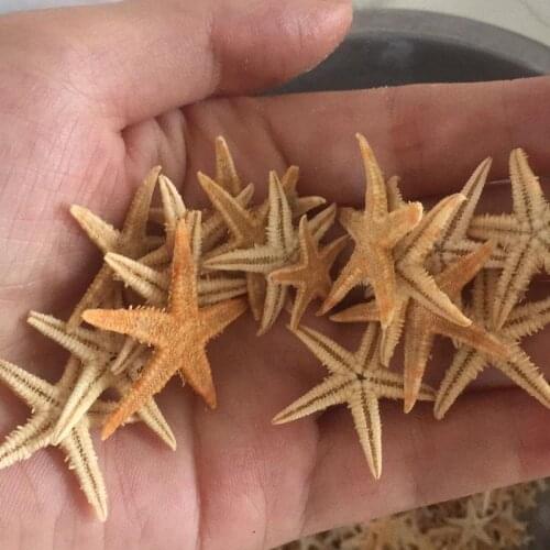 200pcs/lot 2-3cm Natural Starfish Seashell Beach Craft Natural Sea Stars DIY Beach Wedding Decoration Crafts Home Decor