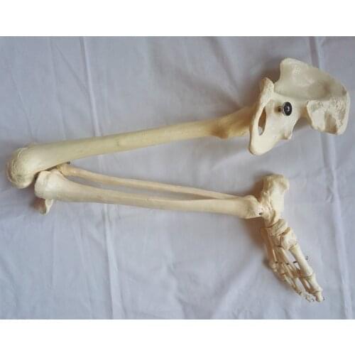 Life-Size Lower Extremity Model Lower Limbs Model Leg Joint Model Humans Skeleton Models Medical Teaching Skeleton Human Bones