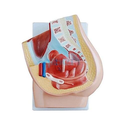 Human Female Pelvic Section Anatomical Model Medical Anatomy on the Base