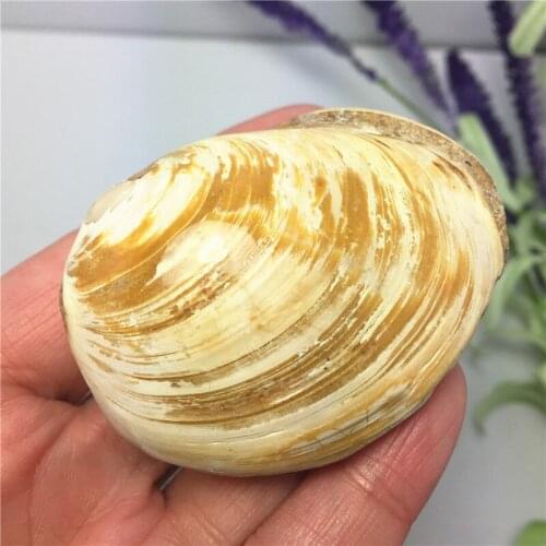 Natural Conch Fossil Specimen Sea Shell Fossil Nice Gift For Stone Collection Shell Healing Reiki Stone