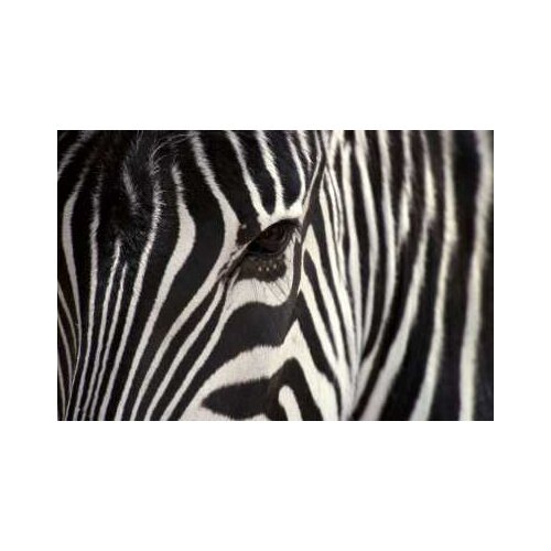 Free Shipping Zebra canvas prints oil painting printed on canvas wall art decoration picture Home Decor Artwork XJDP-218