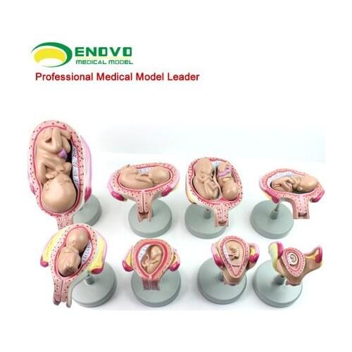 Human pregnancy embryo development fetus formation process model family planning display supplies