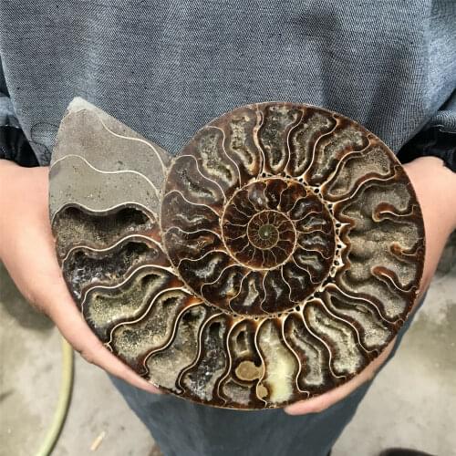 600-700g Pure AMMONITE PRETTY NAUTILUS MADAGASCAR FOSSIL Ore Energy Stone Raw Mineral Specimens