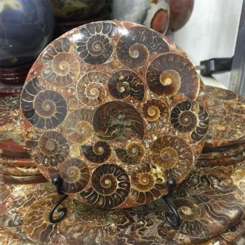 New arrivals 100% natural ammonite shell fossil stone several shells connected together disk for home decoration with shelf