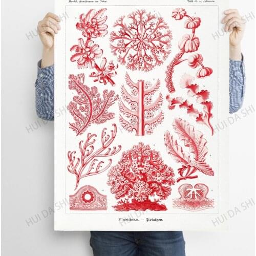 Ernst Haeckel Print, Sea Plant Poster, Aquatic Plant, Marine Illustration, Kunstformen der Natur, Red Algae, Florideae–Rotalgen