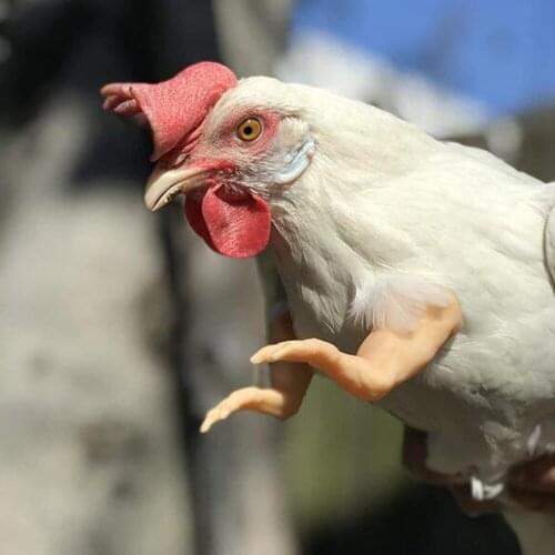 Pet Decoration Dinosaur Chicken Arms Funny Decoration Suitable For Chicken Body And Fist Funny Decorative Toys for Poultry