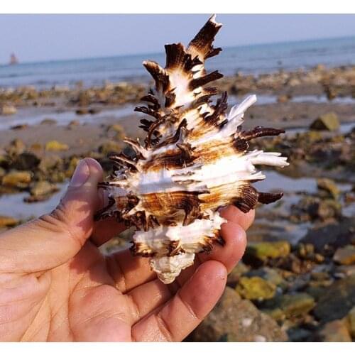 1PCS Natural Conch Shell Conch Home Decoration Conch Hermit Crab Shell Micro-landscape Mediterranean Ornaments Specimens