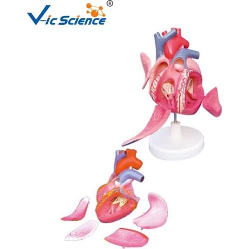 High quantity human heart anatomy cardiac conductive system Model