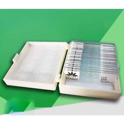 20 PCS Professional Prepared Microbial Fungi Bacteria Staining Typical Smear Microscope Slides for Science Biology Research