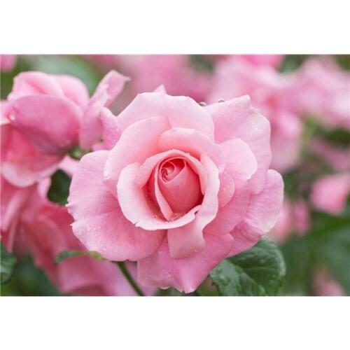 Diamond Embroidery Factory Wholesale Modern Diamond Painting pink rose Flowers Home Decor Rhinestone Mosaic Needlework A6475R