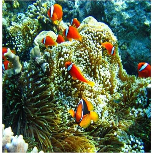 Beibehang 3D floor sea world clown fish floor tiles custom large fresco pvc thick wear resistant floor cover papel de parede